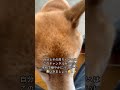 柴犬コロ 愛しさと可愛さと懐かしさと🥰 柴犬コロ 癒し かわいい 犬 おすすめ shibainu dog cute