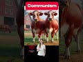 communism as a form of government. defined using cows 🐄🐄 satire politics election