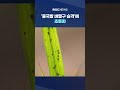 수확 앞두고 중국발 벼멸구 습격 shorts mbc뉴스