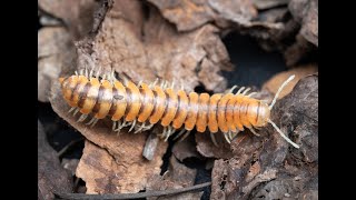 A Sierran Luminous millipede (Motyxia sp)