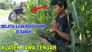 Practicing Ajian Rogo Sukmo in the Rice Fields | Central Java Klaten