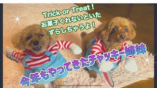 チャッキー犬姉妹現る！（トイプードル多頭飼い）