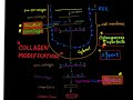 collagen post translational modification