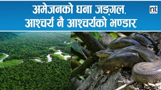 रोचकता, आश्चर्य र रहस्यले भरिएको Amazon Jungle|| Nepal Times