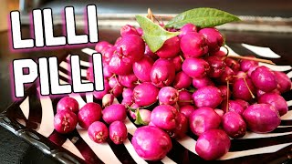 LILLY PILLY - Trying a Deliciously Crispy Fruit from Australia (lilli pilli) -Weird Fruit Explorer