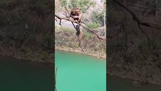#babymonkey Little baby monkey playing water, baby monkeys jumping on the tree #saveanimal #shorts