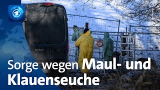 Sorge nach Ausbruch der Maul- und Klauenseuche