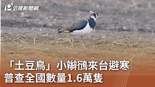 「土豆鳥」小辮鴴來台避寒 普查全國數量1.6萬隻｜20250120 公視中晝新聞