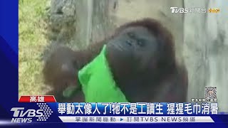 紅毛猩猩也喜歡透心涼!擰冰毛巾擦拭汗水 蓋頭消暑｜TVBS新聞 @TVBSNEWS02