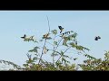 mikat burung punai//spot masih melimpah Bangka barat