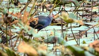 (Purple Swamphen).wmv