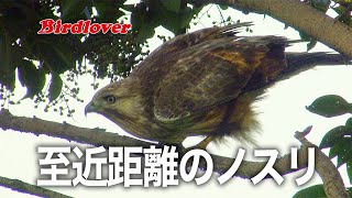 至近距離で出会ったノスリ / Eastern Buzzard