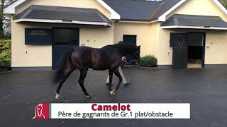 Camelot, étalon à Coolmore Stud