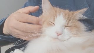 【喉を鳴らす猫】ゴロゴロ と喉を鳴らす　可愛い猫　プリン