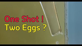 How to easily remove Hastatus eggs!!! -Small and lovely Corydoras Hastatus Eggs!!!