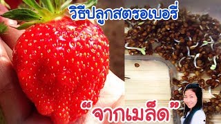 วิธีปลูกสตอเบอรี่จากเมล็ด Aquaponics UK | How to grow strawberry from seed EP.233 | แขมร อินเตอร์