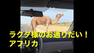 ラクダ様のお通りだい！　アフリカ Camel blocked the car Africa