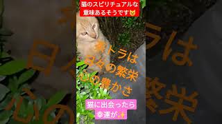 【猫のスピリチュアルな意味】猫に出会ったら幸運が✨