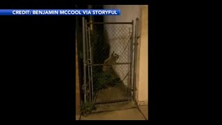 Caught on video: Man filming baby raccoons gets attacked in Philadelphia