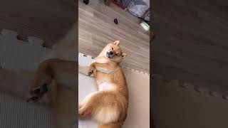 4ヶ月でこんなに大きくなりました #柴犬 #豆柴 #shorts