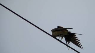 コシアカツバメ - Red-rumped Swallow -