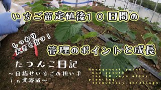 【新規就農】いちご苗定植後10日間の管理のポイントと成長【田舎暮らし】たつんこ日記