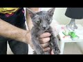 انقاذ قطة صغيرة مهملة من الموت rescued a kitten from death