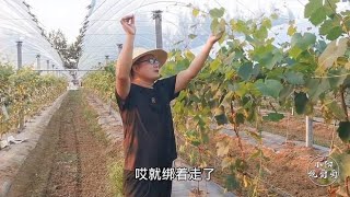 葡萄种植当中，采用飞鸟架的第三步该如何操作？我们实地来学习