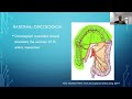 uems webinar 3 minimal invasive colon resections