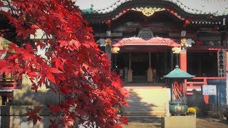 秋の鹿野山「神野寺」 紅葉 （千葉県君津市）2018年11月28日