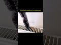 Brush For Radiator Cleaning #shortvideo #shorts #cleaning