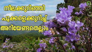 നീലക്കുറിഞ്ഞി പൂക്കൾ I Neelakurinji blooms in Idukki I Flowers that paint the hills purple #MPS