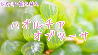 【多肉植物】ハオルチア オブツーサの株分けと植え替え❣️