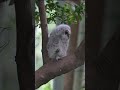 モフモフなフクロウ雛産巣立ち直後 owl chick