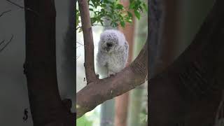 モフモフなフクロウ雛産巣立ち直後 Owl chick