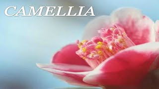 CAMELLIA! WHAT DO YOU MEAN?