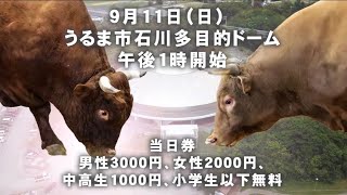 2022年9月11日開催『第9回平成若猪会大闘牛大会』メインマッチは元中量級チャンピオン“赤番頭”VS徳之島からの刺客“天心さくら”