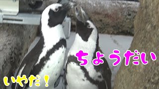 なぜか落ちている羽根を取り合うペンギン。(African penguin)【京都水族館】