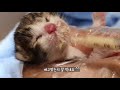 adoption of a kitten dying in heavy rain and wind.