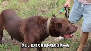 世界最凶猛的狗，一旦咬住绝不松口只能战死，连鬼獒都被它咬死