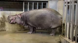 🧡王子動物園のカバの出目男さんの小大同時進行🌈💩💕😅