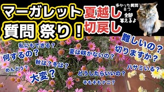 【マーガレット初歩質問に答える】秋咲く？切戻しする？どうやって育てる？