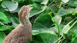 Pheasant | teetar ki awaaz | pheasant sounds | teter | pheasant bird | silver pheasant | #teetarawaz