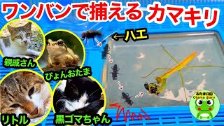 カマキリ日記#216 カマキリにハエをあげたら、ワンバウンドでキャッチしました。リトゴマとぴょんおたまと家庭菜園の成長記録。（7月10日～7月15日）【おたま日記】