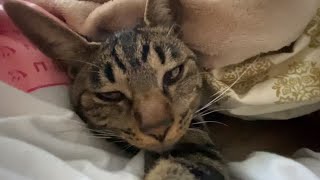 ６ヶ月まだまだバブだよ　Sleep With Cat　#癒しのペット動画 #キジトラ猫  #猫のいる生活 #猫との暮らし #ねこ動画