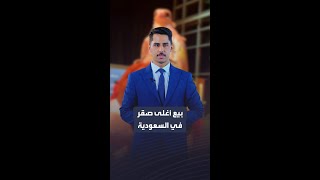 بيع أغلى صقر في السعودية