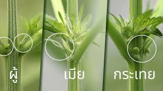 กัญชา Sativa กับ indica และการดูเพศ #ปลูกกัญชา