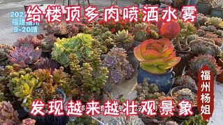 给楼顶近2000盆多肉喷洒水雾增湿，多肉在阳光和水雾下绽放别样美