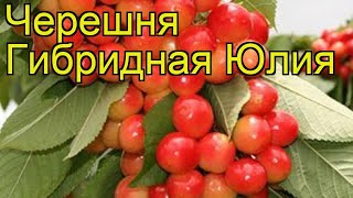 Черешня гибридная Юлия. Краткий обзор, описание характеристик prunus avium Iuliia