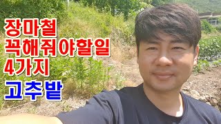 고추밭 장마철 꼭해줘야할일 4가지 확인하세요 고추농사 비오기전과 비온후 해야할일 관리방법 고추농사잘짓는방법